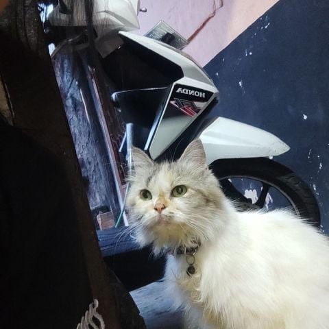 SariiLN