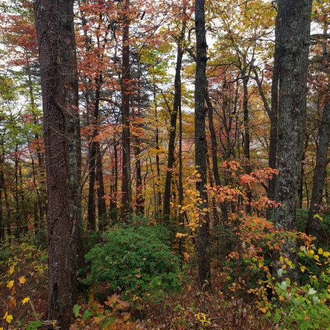 Naturally is Single in Tallahassee, Florida, 6