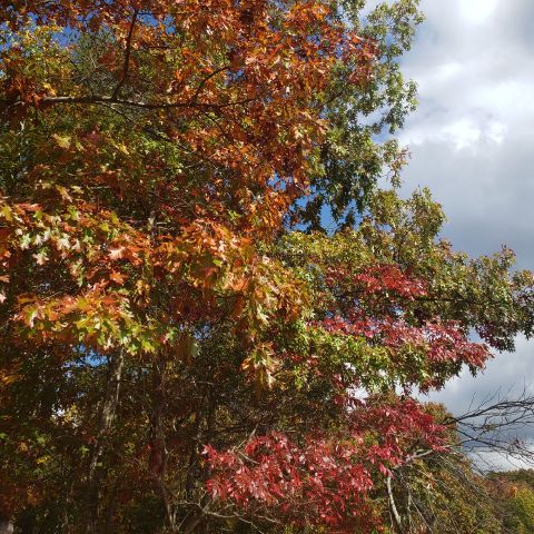 Naturally is Single in Tallahassee, Florida, 8