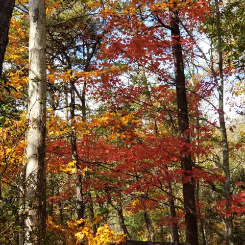 Naturally is Single in Tallahassee, Florida, 9