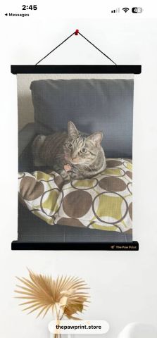 shoichiro is Single in Frisco, Texas, 8