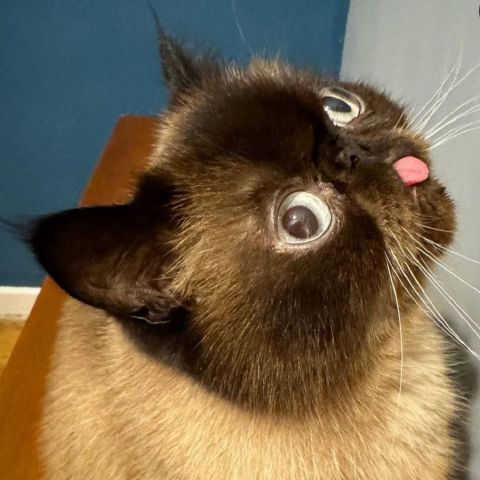anniehu