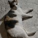 NikiAchanov is Single in Lovech, Lovech, 1