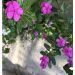 Toya74 is Single in Concord, North Carolina, 3