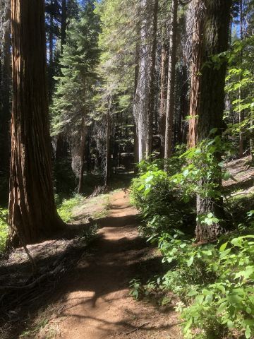 NorCalNative is Single in Georgetown, California, 12