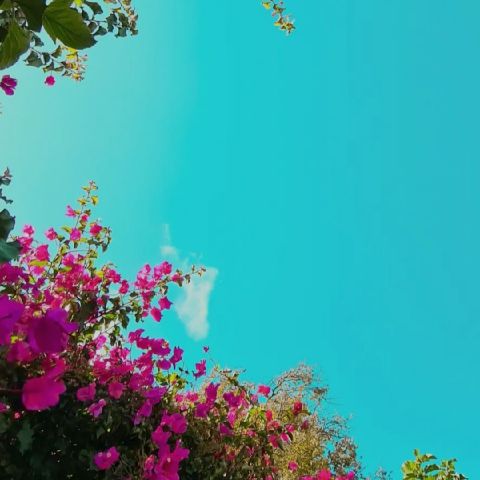Shivani_