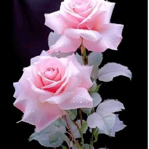 Sherli62