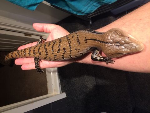 Ozymandias is Single in Essex, England, 2