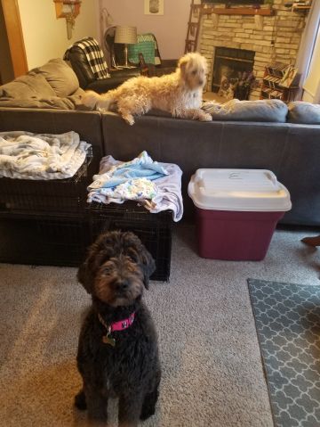 Tkimmel is Single in Ashley, Michigan, 4
