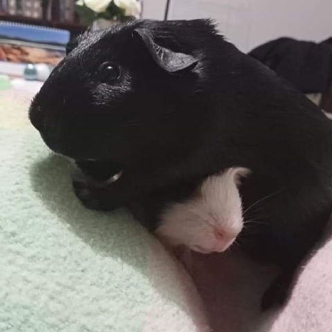 BernieMR is Single in Hobart, Tasmania, 4