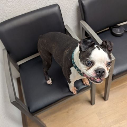 ybbor01 is Single in Boston, Massachusetts, 2