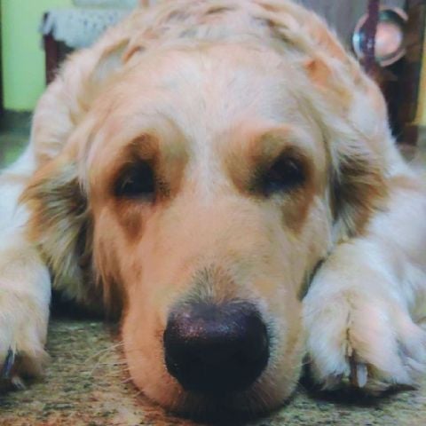 Dolly96