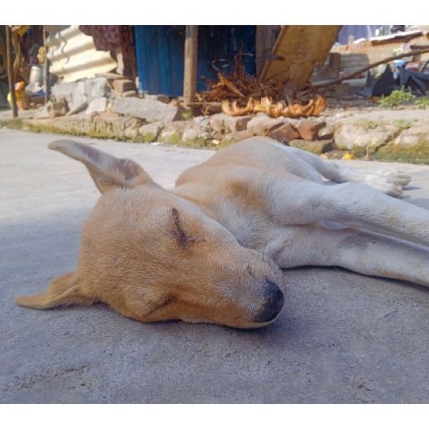 Varsha1996 is Single in Puducherry, Pondicherry, 3