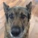 LanceFirecracker is Single in Indianapolis, Indiana, 2