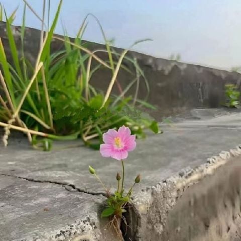 Nora_Htk