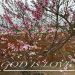 Kindness909 is Single in Natureland, California