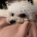 nataliele78 is Single in Garden Grove, California, 4