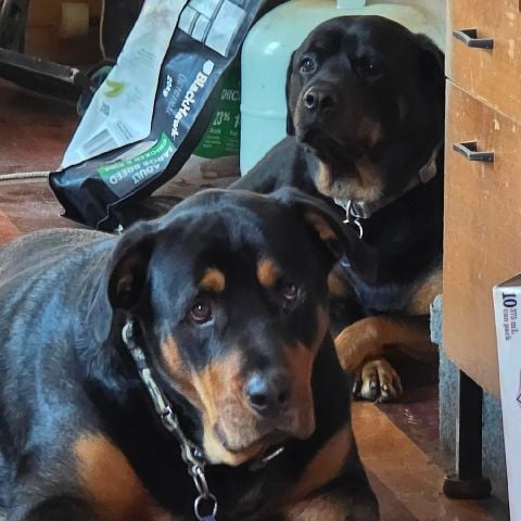 Chris211b is Single in Bracken Ridge, Queensland, 2