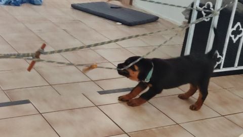 RottweilerGuy is Single in SATELLITE BEACH, Florida, 3
