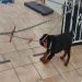 RottweilerGuy is Single in SATELLITE BEACH, Florida, 3