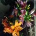 Rosealee1975 is Single in Senatobia, Mississippi