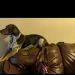 Pirro is Single in Woodstock, Ontario, 4