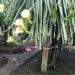 Sagor89 is Single in Bagerhat 9300, Khulna