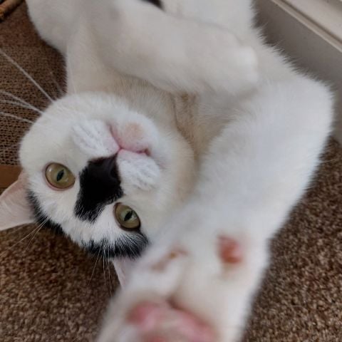 Treenascats