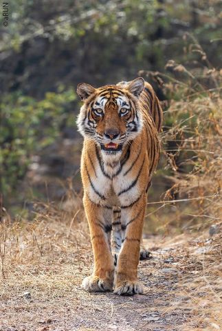 mohinishsaini60
