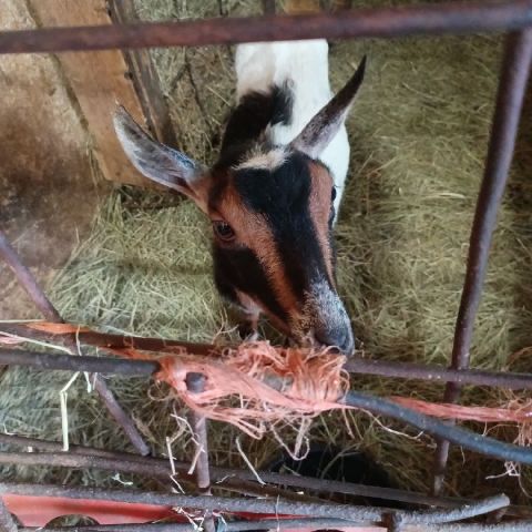 Jordanilikegoats is Single in Rockford, Michigan, 7