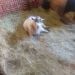 Jordanilikegoats is Single in Rockford, Michigan, 3