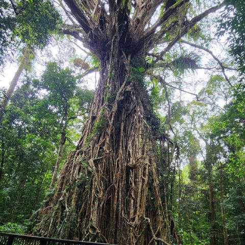 20151066 is Single in Cairns, Queensland, 2