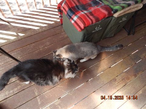 Samarra is Single in OROVILLE, Washington, 4