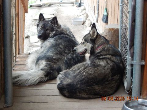 Samarra is Single in OROVILLE, Washington, 5