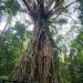 20151066 is Single in Cairns, Queensland, 2