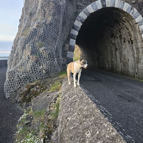 TerryA147 is Single in Larne Town, Northern Ireland, 1