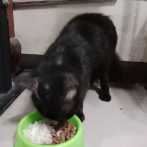 Jaku
