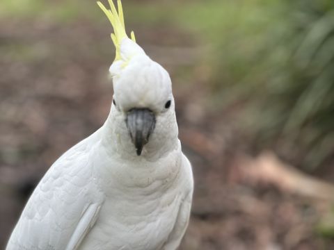 Tioka