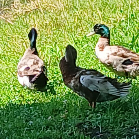 SusieQUE is Single in Clearwater, Florida, 5