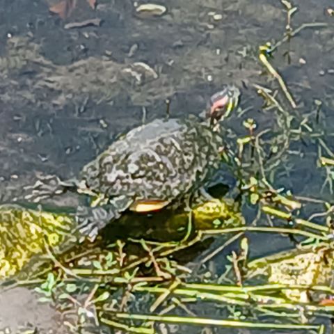 SusieQUE is Single in Clearwater, Florida, 6