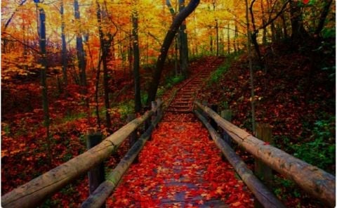 Fall_is_myFvrtSzn