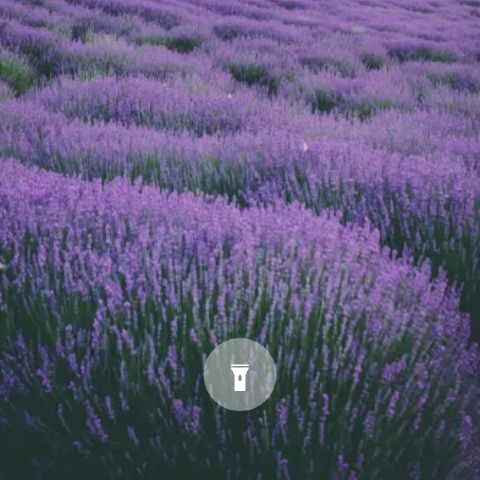 Shashikiran