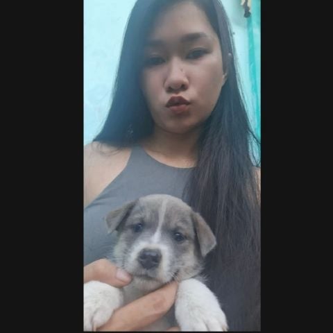 shing101