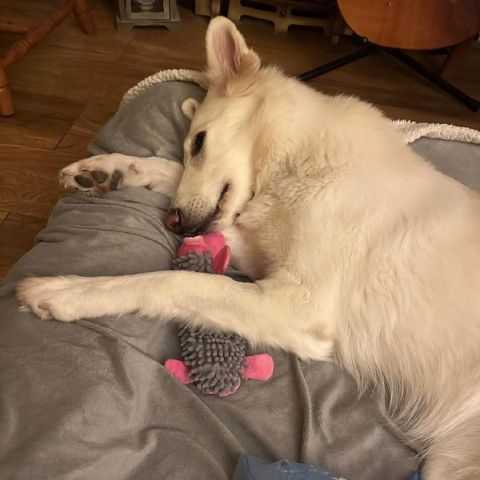 Venzano_344 is Single in Colchester, England, 2