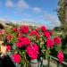 Lovetotravel18 is Single in Monte Sereno, California