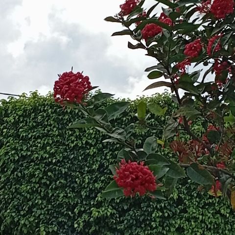 IsaDora826