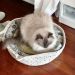 WaiWaiwai is Single in Kowloon , Hong Kong (SAR)