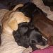 Raquel470 is Single in Avellaneda , Buenos Aires