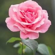 J848 is Single in Patna, Bihar, 2