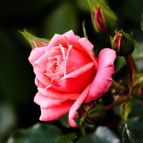 J848 is Single in Patna, Bihar, 4